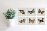 Magnetic Banner Insert: Autumn Butterflies (Fall) | Magnetic Banner INSERTS ONLY