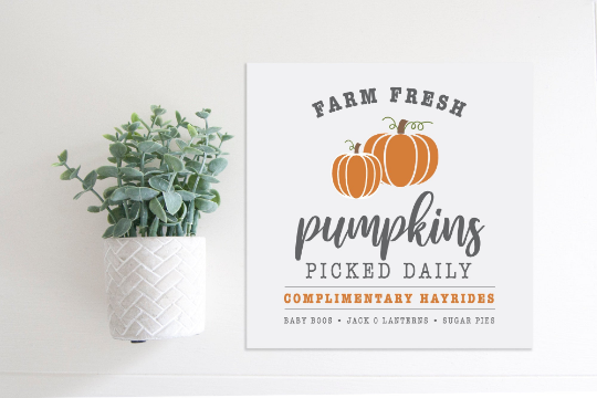 SLIGHTLY FLAWED Medium Size Sign Insert: Farm Fresh Pumpkins COLOR (Fall/Thanksgiving) | Magnetic Sign INSERT ONLY